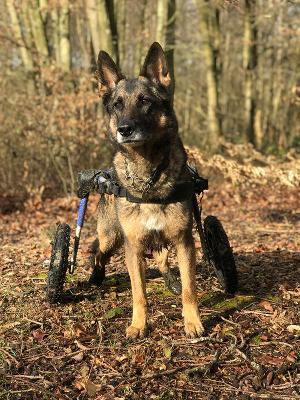 Dog Wheelchairs for Sale in the UK